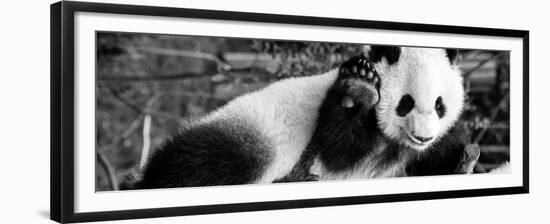 China 10MKm2 Collection - Giant Panda Baby-Philippe Hugonnard-Framed Premium Photographic Print