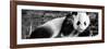 China 10MKm2 Collection - Giant Panda Baby-Philippe Hugonnard-Framed Premium Photographic Print