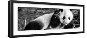 China 10MKm2 Collection - Giant Panda Baby-Philippe Hugonnard-Framed Premium Photographic Print