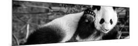 China 10MKm2 Collection - Giant Panda Baby-Philippe Hugonnard-Mounted Photographic Print