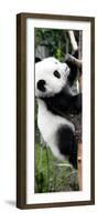 China 10MKm2 Collection - Giant Panda Baby-Philippe Hugonnard-Framed Photographic Print