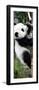 China 10MKm2 Collection - Giant Panda Baby-Philippe Hugonnard-Framed Photographic Print