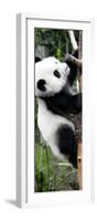 China 10MKm2 Collection - Giant Panda Baby-Philippe Hugonnard-Framed Photographic Print