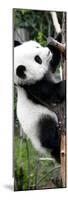 China 10MKm2 Collection - Giant Panda Baby-Philippe Hugonnard-Mounted Photographic Print