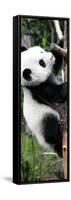 China 10MKm2 Collection - Giant Panda Baby-Philippe Hugonnard-Framed Stretched Canvas