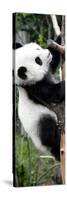 China 10MKm2 Collection - Giant Panda Baby-Philippe Hugonnard-Stretched Canvas