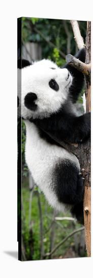 China 10MKm2 Collection - Giant Panda Baby-Philippe Hugonnard-Stretched Canvas