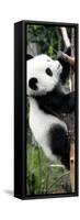 China 10MKm2 Collection - Giant Panda Baby-Philippe Hugonnard-Framed Stretched Canvas