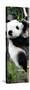 China 10MKm2 Collection - Giant Panda Baby-Philippe Hugonnard-Stretched Canvas