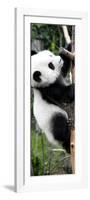 China 10MKm2 Collection - Giant Panda Baby-Philippe Hugonnard-Framed Photographic Print