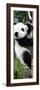 China 10MKm2 Collection - Giant Panda Baby-Philippe Hugonnard-Framed Photographic Print