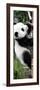 China 10MKm2 Collection - Giant Panda Baby-Philippe Hugonnard-Framed Photographic Print