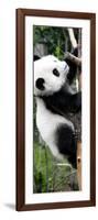 China 10MKm2 Collection - Giant Panda Baby-Philippe Hugonnard-Framed Photographic Print