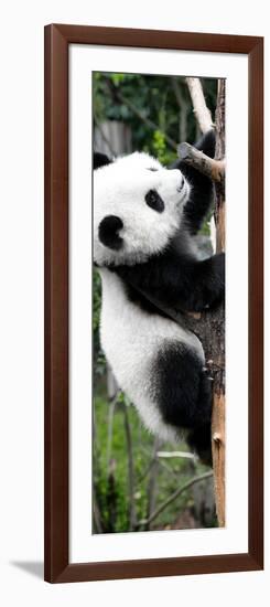 China 10MKm2 Collection - Giant Panda Baby-Philippe Hugonnard-Framed Photographic Print