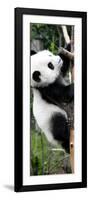 China 10MKm2 Collection - Giant Panda Baby-Philippe Hugonnard-Framed Photographic Print