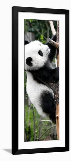 China 10MKm2 Collection - Giant Panda Baby-Philippe Hugonnard-Framed Photographic Print