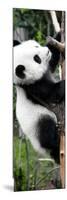 China 10MKm2 Collection - Giant Panda Baby-Philippe Hugonnard-Mounted Photographic Print