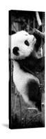 China 10MKm2 Collection - Giant Panda Baby-Philippe Hugonnard-Stretched Canvas