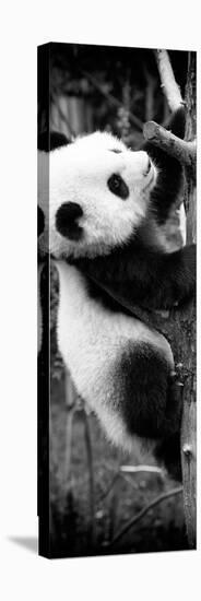 China 10MKm2 Collection - Giant Panda Baby-Philippe Hugonnard-Stretched Canvas