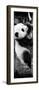 China 10MKm2 Collection - Giant Panda Baby-Philippe Hugonnard-Framed Photographic Print