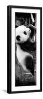 China 10MKm2 Collection - Giant Panda Baby-Philippe Hugonnard-Framed Photographic Print