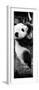 China 10MKm2 Collection - Giant Panda Baby-Philippe Hugonnard-Framed Photographic Print