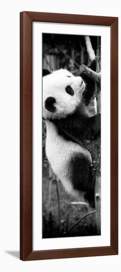 China 10MKm2 Collection - Giant Panda Baby-Philippe Hugonnard-Framed Photographic Print