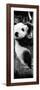 China 10MKm2 Collection - Giant Panda Baby-Philippe Hugonnard-Framed Photographic Print