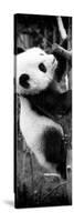 China 10MKm2 Collection - Giant Panda Baby-Philippe Hugonnard-Stretched Canvas