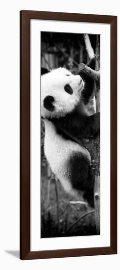 China 10MKm2 Collection - Giant Panda Baby-Philippe Hugonnard-Framed Photographic Print