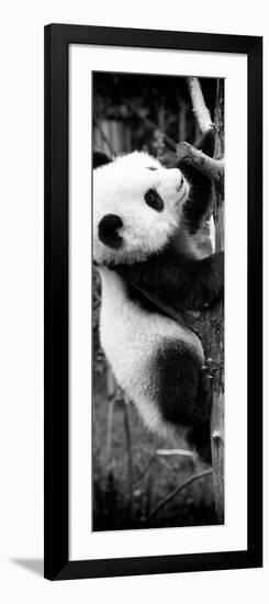 China 10MKm2 Collection - Giant Panda Baby-Philippe Hugonnard-Framed Photographic Print