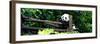 China 10MKm2 Collection - Giant Panda Baby-Philippe Hugonnard-Framed Photographic Print