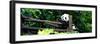 China 10MKm2 Collection - Giant Panda Baby-Philippe Hugonnard-Framed Photographic Print