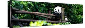 China 10MKm2 Collection - Giant Panda Baby-Philippe Hugonnard-Stretched Canvas