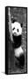 China 10MKm2 Collection - Giant Panda Baby-Philippe Hugonnard-Framed Stretched Canvas