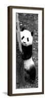 China 10MKm2 Collection - Giant Panda Baby-Philippe Hugonnard-Framed Photographic Print