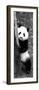 China 10MKm2 Collection - Giant Panda Baby-Philippe Hugonnard-Framed Photographic Print