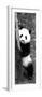 China 10MKm2 Collection - Giant Panda Baby-Philippe Hugonnard-Framed Photographic Print