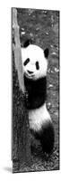 China 10MKm2 Collection - Giant Panda Baby-Philippe Hugonnard-Mounted Photographic Print