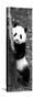 China 10MKm2 Collection - Giant Panda Baby-Philippe Hugonnard-Stretched Canvas