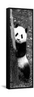 China 10MKm2 Collection - Giant Panda Baby-Philippe Hugonnard-Framed Stretched Canvas