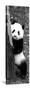 China 10MKm2 Collection - Giant Panda Baby-Philippe Hugonnard-Stretched Canvas