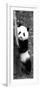 China 10MKm2 Collection - Giant Panda Baby-Philippe Hugonnard-Framed Photographic Print