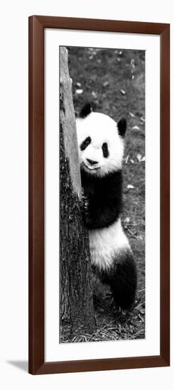 China 10MKm2 Collection - Giant Panda Baby-Philippe Hugonnard-Framed Photographic Print