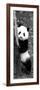 China 10MKm2 Collection - Giant Panda Baby-Philippe Hugonnard-Framed Photographic Print