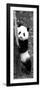 China 10MKm2 Collection - Giant Panda Baby-Philippe Hugonnard-Framed Photographic Print