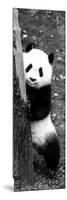 China 10MKm2 Collection - Giant Panda Baby-Philippe Hugonnard-Mounted Photographic Print