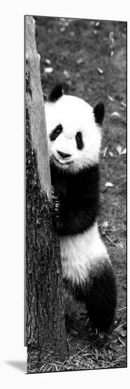 China 10MKm2 Collection - Giant Panda Baby-Philippe Hugonnard-Mounted Photographic Print