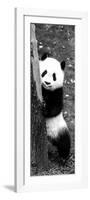 China 10MKm2 Collection - Giant Panda Baby-Philippe Hugonnard-Framed Photographic Print