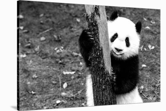 China 10MKm2 Collection - Giant Panda Baby-Philippe Hugonnard-Stretched Canvas